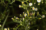 Canadian horseweed